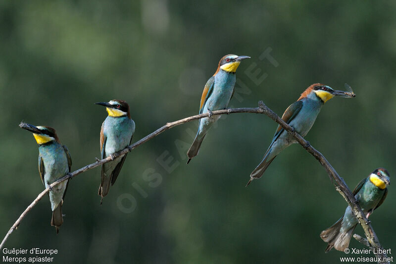 European Bee-eater, Behaviour