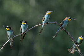 European Bee-eater