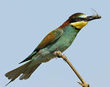 European Bee-eater