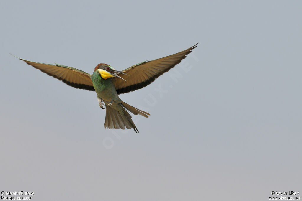 European Bee-eateradult, Flight