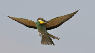 European Bee-eater