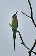 Olive Bee-eater