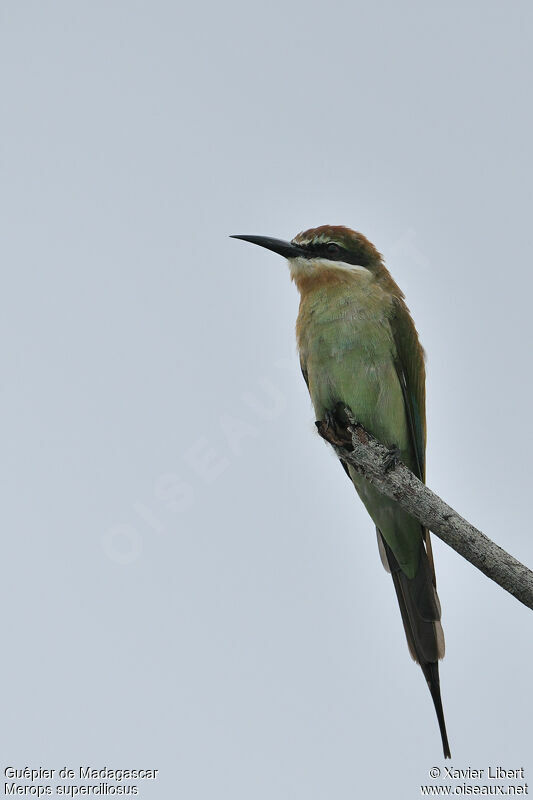 Guêpier de Madagascar, identification