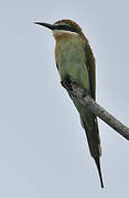 Olive Bee-eater