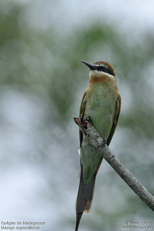 Guêpier de Madagascar, identification