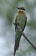 Olive Bee-eater