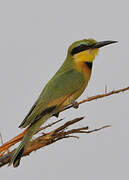 Little Bee-eater