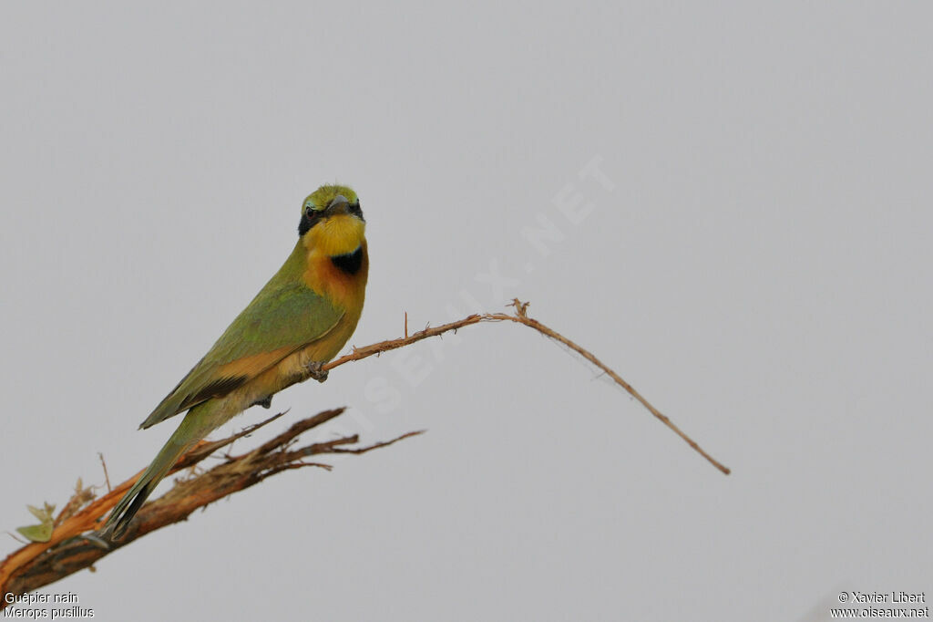 Guêpier nainadulte, identification