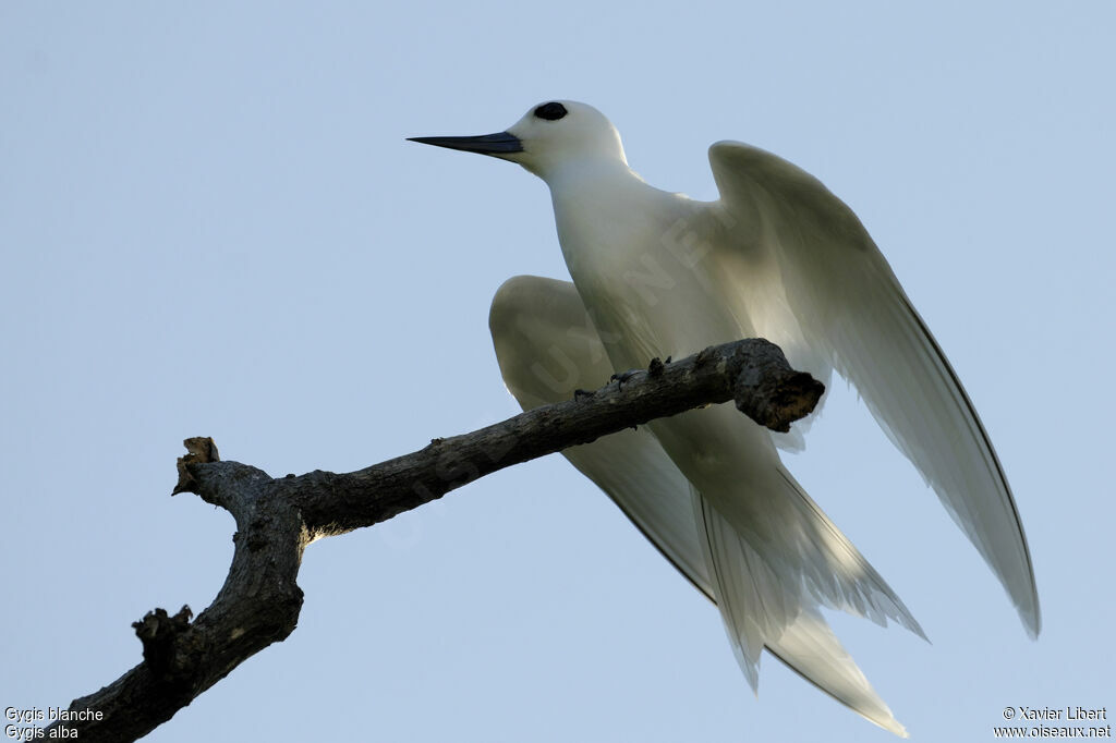 Gygis blanche, identification