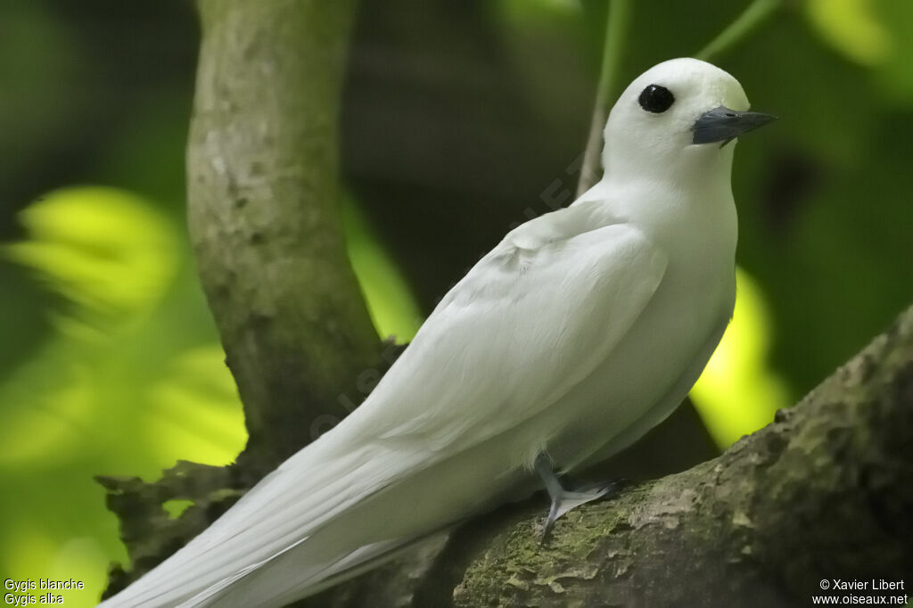 Gygis blanche, identification