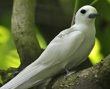 White Tern