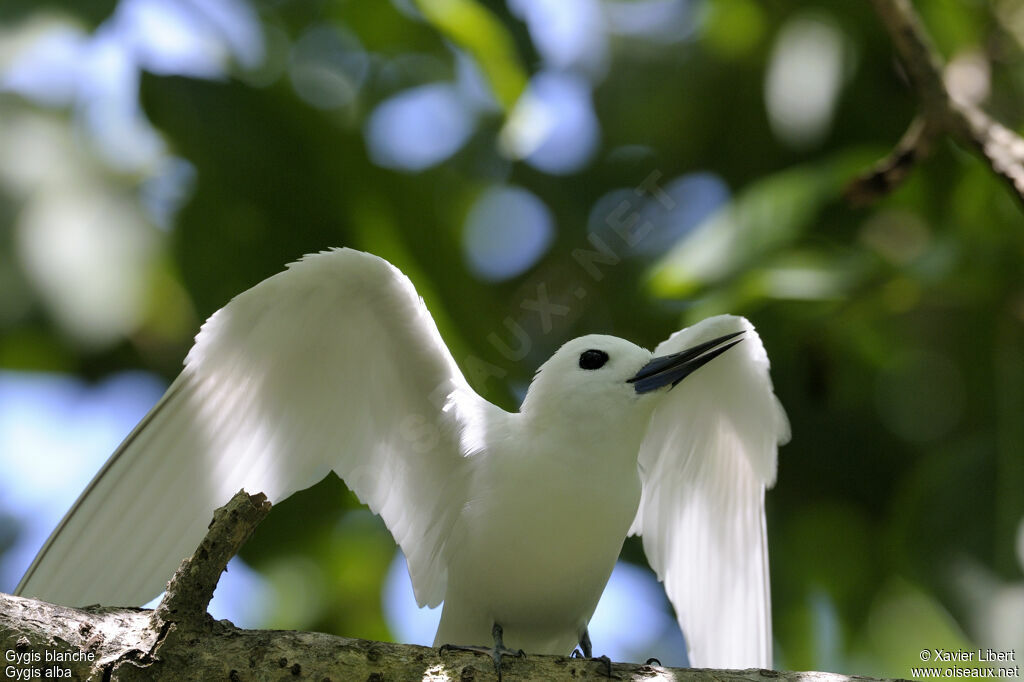 Gygis blanche, identification