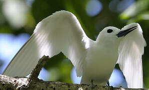 White Tern