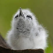 White Tern