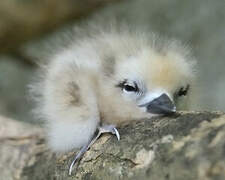 White Tern