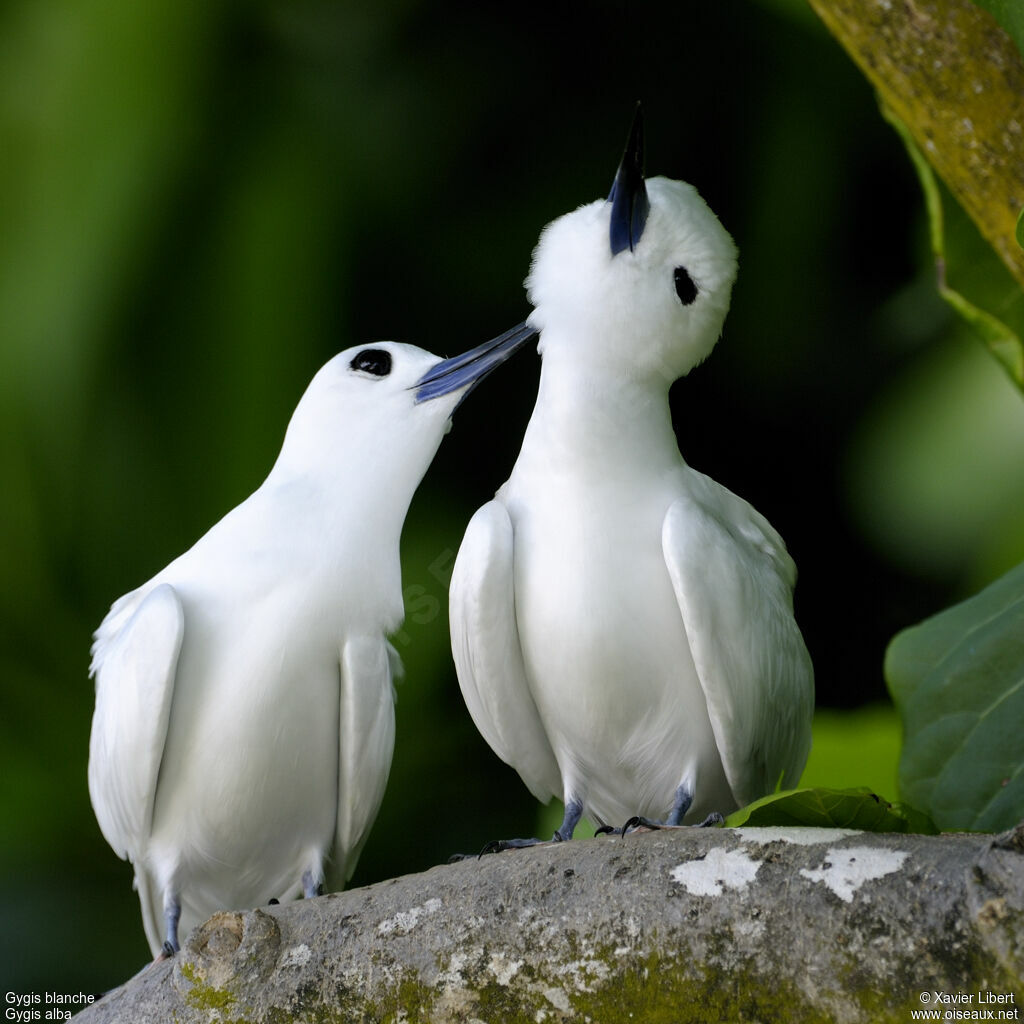 Gygis blanche adulte, identification, Comportement