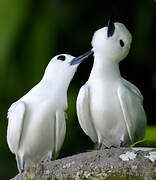 White Tern