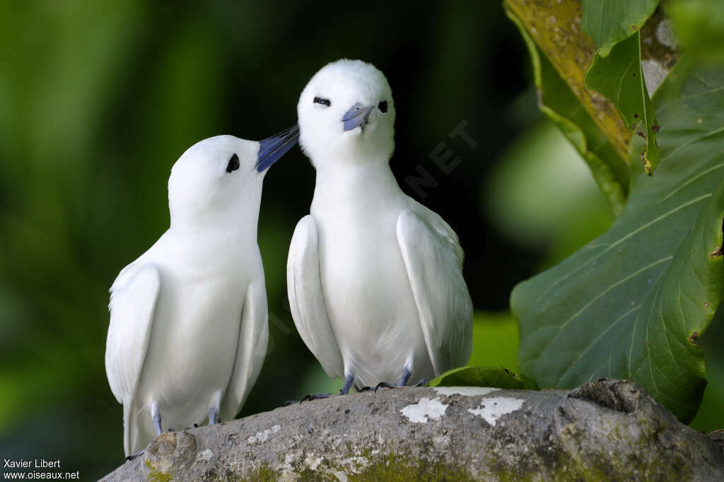 White Ternadult breeding, pigmentation, courting display, Behaviour