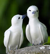 White Tern