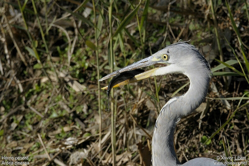 Héron cendréjuvénile, identification, régime, Comportement