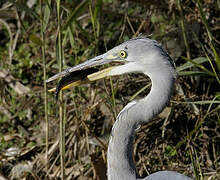 Grey Heron