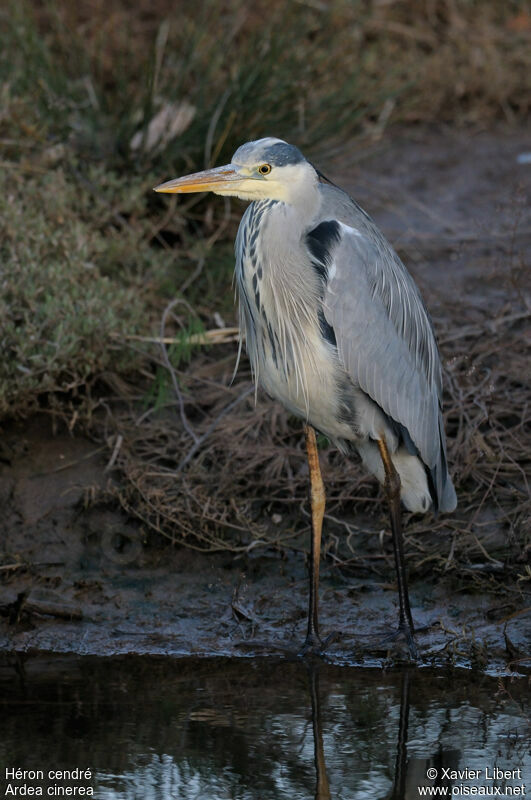 Grey Heronadult, identification