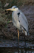 Grey Heron