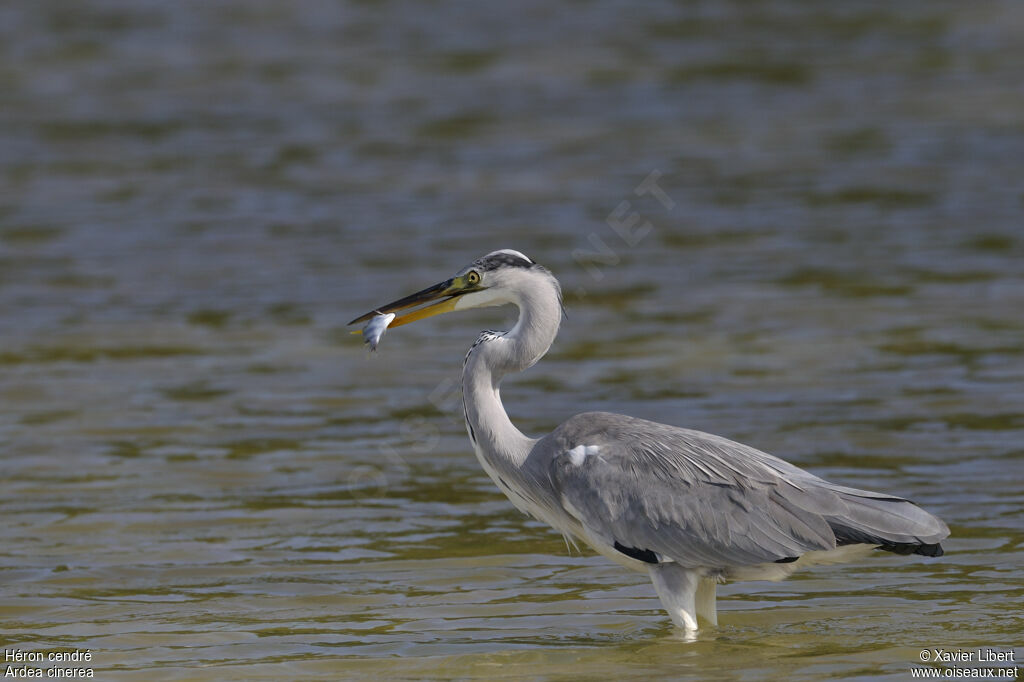 Grey HeronThird  year, identification, Behaviour