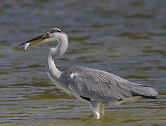 Grey Heron