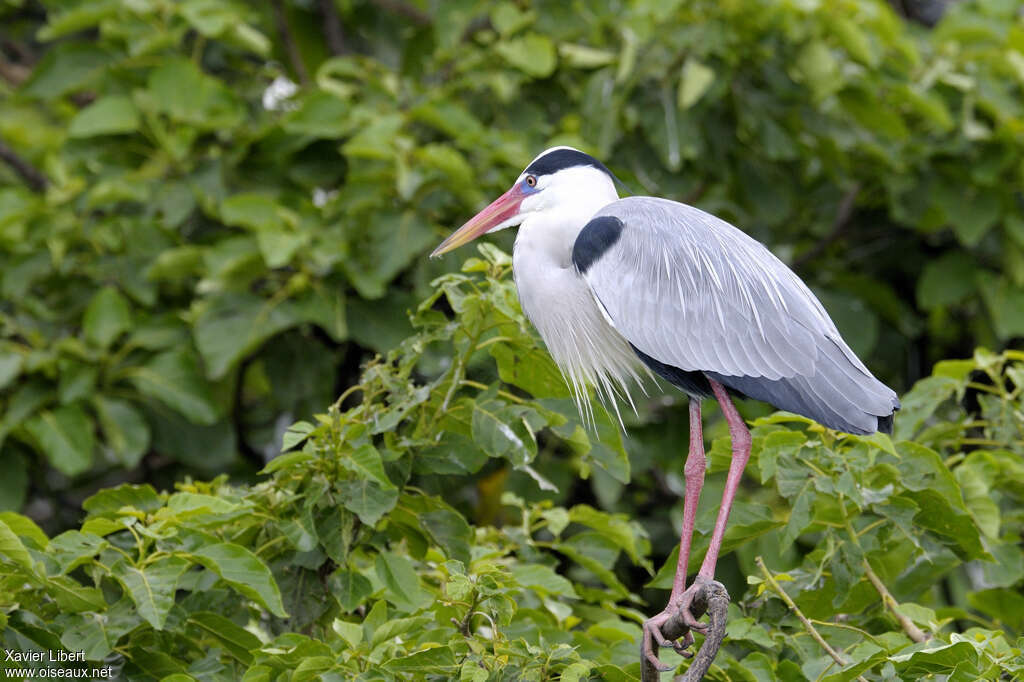 Héron cendréadulte nuptial, identification