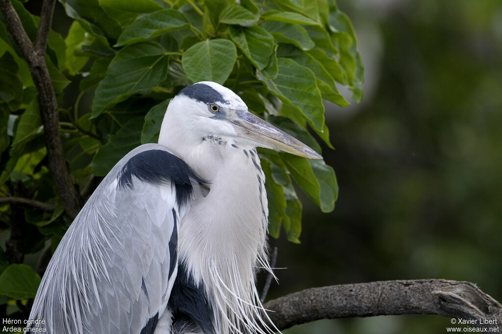 Grey Heronadult, identification