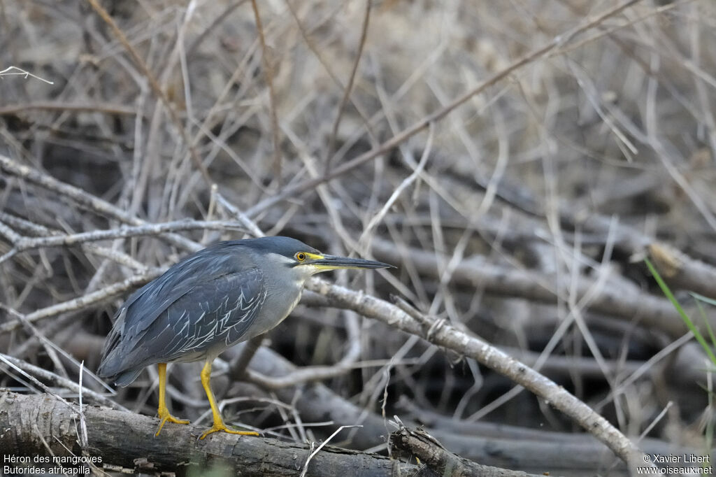Héron des mangroves
