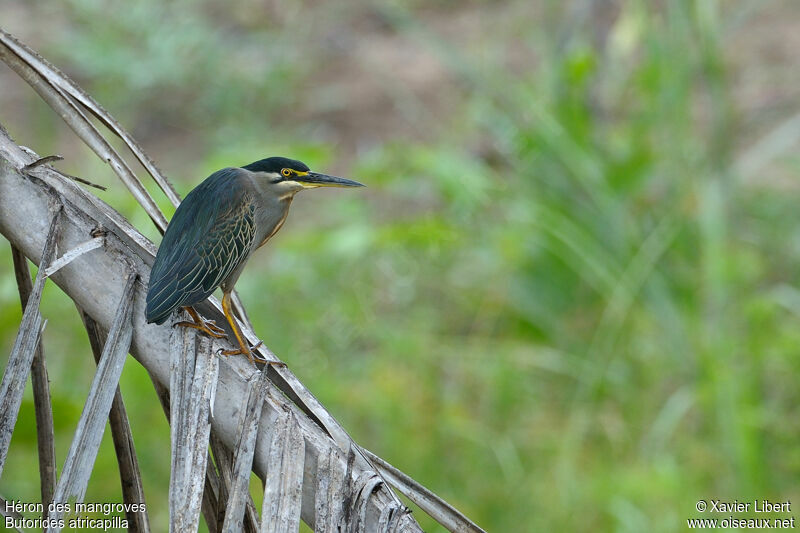 Héron des mangroves, identification