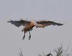 Western Cattle Egret