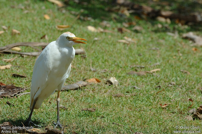 Western Cattle Egretadult, identification