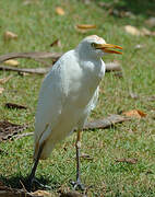 Western Cattle Egret