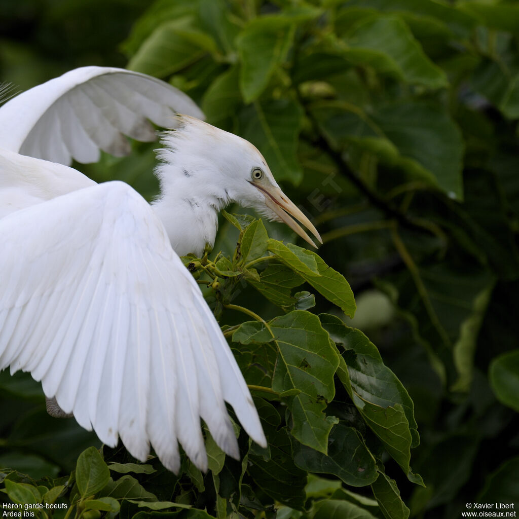 Western Cattle Egretadult, identification