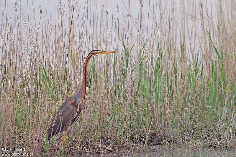 Héron pourpréadulte nuptial, habitat, camouflage, Comportement