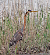 Purple Heron