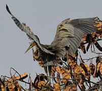 Purple Heron