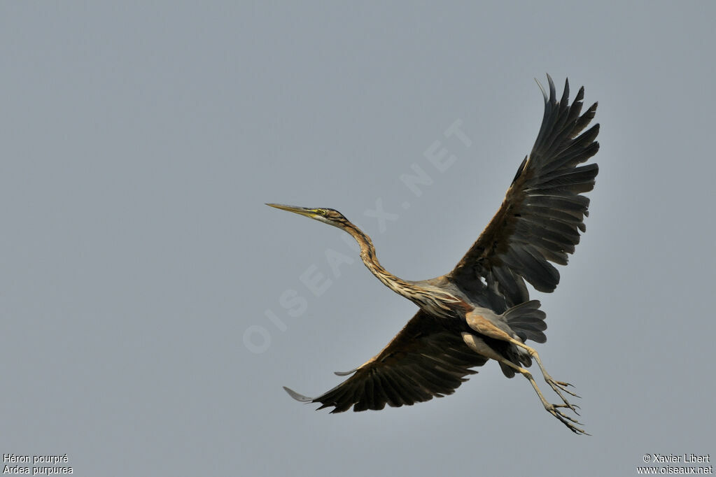 Purple Heronadult, Flight