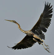 Purple Heron