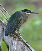 Striated Heron