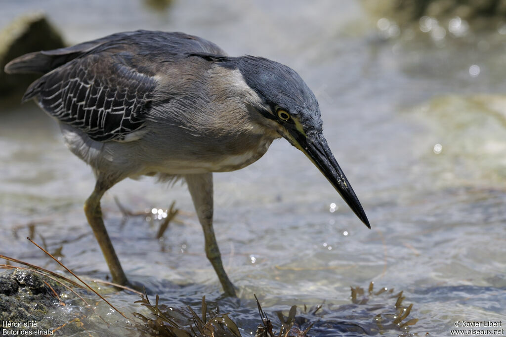 Héron striéadulte, identification