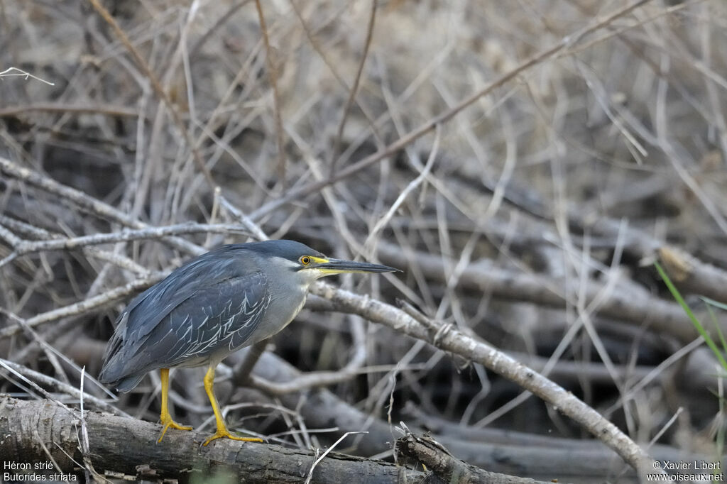 Héron striéadulte, identification