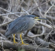 Striated Heron