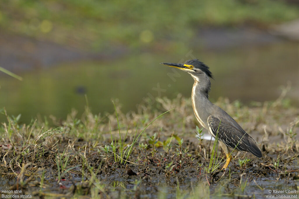 Striated Heronadult, identification