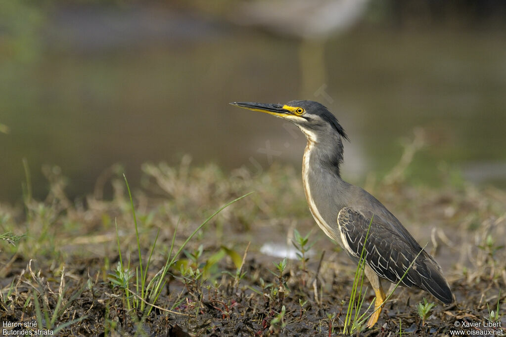 Striated Heronadult, identification