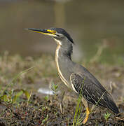 Striated Heron