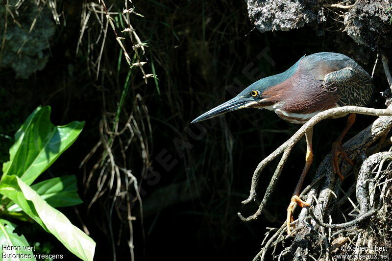 Green Heron, identification, Behaviour